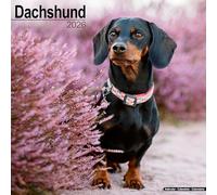 Dachshund Calendar 2026 Square Dog Breed Wall Calendar - 16 Month
