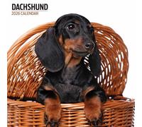 Dachshund - Calendario moderno 2026