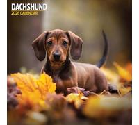 Dachshund - Calendario tradicional 2026
