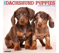 Dachshund Puppies 2027 Wall