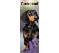 Dachshund Slim Calendar 2025 Dog Breed Slimline Calendar - 12 Month