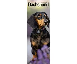 Dachshund Slim Calendar 2025 Dog Breed Slimline Calendar - 12 Month