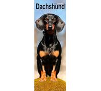 Dachshund Slim Calendar 2026 Dog Breed Slimline Calendar - 12 Month