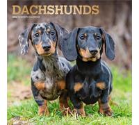 Dachshunds | Calendario mensual cuadrado de pared 2026 de 12 x 24 pulgadas (colgado) | Cubierta estampada de aluminio | Sin plástico | BrownTrout | Animales razas de perros