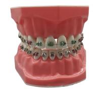 DAGLLGEW Modelo de Dientes, Modelo de Dientes tipodont de plástico Realista de 3, 0x2, 4 Pulgadas con alambres de Metal y Soporte, Ideal para Adultos y niños, Juguete Dentista tipodont Dental