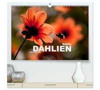 Dahlia - Dahlien (hochwertiger Premium Wandkalender 2026 DIN A2 quer), Kunstdruck in Hochglanz: Die wunderbar bunte Vielfalt der Dahlien in einem Kalender vom Reisefotografen Peter Schickert