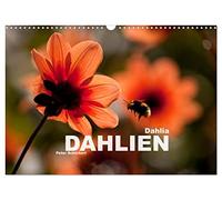 Dahlia - Dahlien (Wandkalender 2026 DIN A3 quer), CALVENDO Monatskalender: Die wunderbar bunte Vielfalt der Dahlien in einem Kalender vom Reisefotografen Peter Schickert