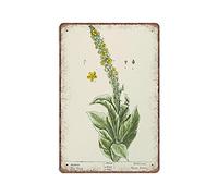 DAIERCY Cartel de metal con texto en inglés "Mullein from A Curious Herbal" (Verbascum) con texto en inglés "Verbascum" (140 x 200 mm)