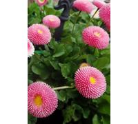 DAISIES Undated Weekly & Daily Organizer | Flexible Agenda for Work, Life & Goals, Planner Book for School Office and Home, Journal for Women & Men