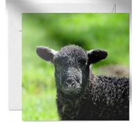 Daisy & Bee - Baa Baa Baa Black Sheep - Tarjeta de felicitación abierta - Bonito diseño de foto de vida silvestre - Interior en blanco para tu propio mensaje - 15 cm x 15 cm