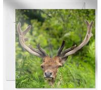 Daisy & Bee - Tarjeta de felicitación abierta con diseño de ciervo rojo tratando de esconderse, impresionante diseño de foto de vida silvestre, interior en blanco para tu propio mensaje, 15 x 15 cm