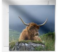 Daisy & Bee - Tarjeta de felicitación abierta con diseño de vaca King of Mull Highland - Impresionante diseño de foto de vida silvestre - Interior en blanco para tu propio mensaje - 15 cm x 15 cm