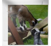 Daisy & Bee - Tarjeta de felicitación abierta de cabra, diseño de foto de vida silvestre, interior en blanco para tu propio mensaje, 15 cm x 15 cm