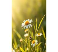 Daisy in a Field: Softcover writing journal - ideal for school, travel & gifts