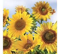 DAISY Servilletas de papel de seda de 3 capas para decoupage, 33 cm x 33 cm, paquete de 20 (girasoles en el cielo)