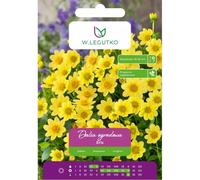 Dalia Eris amarilla, 1 unidad.