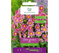 Dalia Luna rosa 1 unidad.