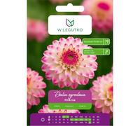 Dalia Pink Isa rosa y blanca, 1 unidad.