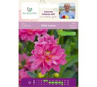 Dalia Pink Lotus rosa 1 unidad.
