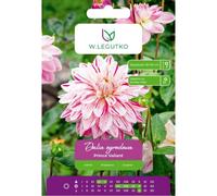 Dalia Prince Valiant roja y blanca, 1 unidad.