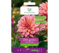 Dalia Prins Carnaval rojo-rosa 1 unidad.