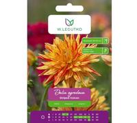 Dalia Striped Vulcan rojo y amarillo, 1 unidad.