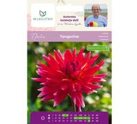 Dalia Tangerine naranja 1 unidad.