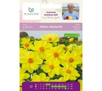 Dalia Yellow Butterfly amarilla, 1 unidad.