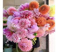 dalias bulbos Cama elevada Cama elevada para balcón Camas elevadas para el jardín reverdecimiento de tejados Resistentes Prado de Abejas Silvestres 2pcs