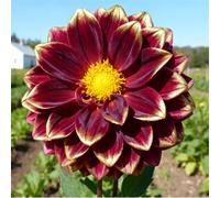 Dalias perennes - Resistentes al frío y al calor - Aptas tanto para regiones del norte como del sur-2 PCS-H