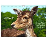 Damwild - stolze Tiere des Waldes hautnah (Wandkalender 2026 DIN A4 quer), CALVENDO Monatskalender: Damwild in allen Lebenslagen beobachten Sie hier