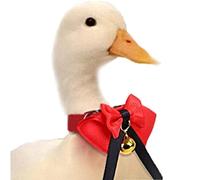 Danlai Collar De De Pato De Pollo Ajustable con Campana, Festival De Navidad Pet Bowties para Accesorios De Aseo De Aves De Corral
