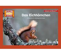 Das Eichhörnchen / Kamishibai Bildkarten: 12 Bildkarten für das Er (Tapa blanda)