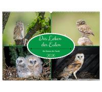 Das Leben der Eulen, die Damen der Nacht (Wandkalender 2026 DIN A2 quer), CALVENDO Monatskalender: Auf Entdeckungsreise zu den Eulen