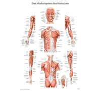 Das Muskelsystem des Menschen: Lernposter der menschlichen Anatomie