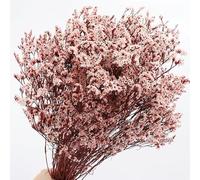 DAXXIN Flores de la Vida eterna de 40-45cm, arreglo de Ramas de Hierba para Amantes secas para Siempre, exhibición de decoración para el hogar y la Boda