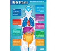 Daydream Education Body Organs - Carteles científicos de papel laminado brillante de 850 mm x 594 mm (A1), gráficos científicos para el aula, gráficos educativos