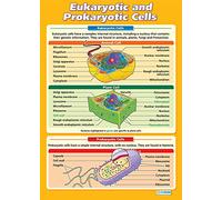 Daydream Education - Células eucariotas y procarióticas | Póster de ciencia | Papel laminado brillante de 850 mm x 594 mm (A1) | Gráficos de ciencia para el aula | Tabla de educación
