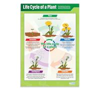 Daydream Education Ciclo de vida de una planta, carteles científicos, papel laminado brillante de 850 mm x 594 mm (A1) | Gráficos de ciencia para el aula | Tabla de educación
