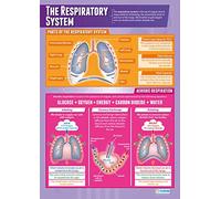 Daydream Education El sistema respiratorio | pósteres PE | Papel brillante de 850 mm x 594 mm (A1) | Gráficas de educación física para el aula | Diagramas de educación