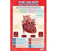 Daydream Education - Póster de ciencia | Papel brillante de 850 mm x 594 mm (A1) | Gráficos de ciencia para el aula | Gráficos educativos