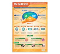 Daydream Education - Póster de la ciencia, papel brillante de 850 mm x 594 mm (A1) | Gráficos de ciencia para el aula | Cartas de educación