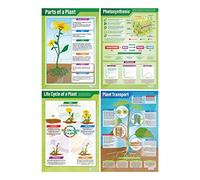 Daydream Education Pósteres de plantas, juego de 4, pósteres científicos, papel brillante de 850 mm x 594 mm (A1), gráficos científicos para el aula, gráficos educativos