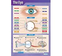 Daydream Education The Eye | Science Posters | Papel laminado brillante de 850 mm x 594 mm (A1) | Gráficos de ciencia para el aula | Tabla de educación