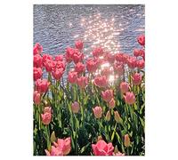 DCIDBEI 40x50cm Kit de Pinturas de Diamantes Redondas, Diamond Painting Paisaje Tulipanes Rosados, diseño de diamantes de imitación,flor manualidades de cristal de mosaico, Regalos Hechos a Mano