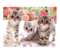 DCIDBEI Square Drills DIY 5D Diamond Painting animales gatos 50x40cm punto de cruz diamante kit completo imágenes grandes brillantes para hacer uno mismodibujo diamantes puzzle de diamantes pegatinas