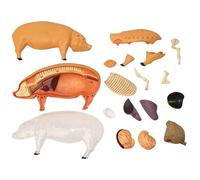 de anatomía para estudiar - Enseñar herramienta de porcino, demostración de ciencias desmontable Biología de juguetes de enseñanza para escuelas veterinarias de las escuelas veterinarias