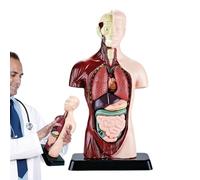 De Cuerpo Humano - De Órgano Educativo De 6 Piezas Extraíbles, De Anatomía Preciso De PVC | Para Lecciones Escolares De Medicina Científica Aprendizaje Profesional 24,5 Cm De