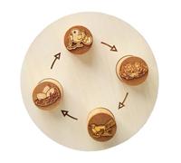 de evolución Animal - Educativo de evolución Animal, Juego de de Madera | Juguete de Aprendizaje de biología | para niños, Preescolar, Aula, Ciencia, Actividad m