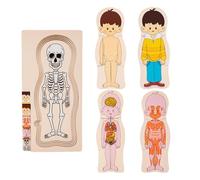 de madera sobre el cuerpo humano, sobre el cuerpo humano para niños - con modelo de cuerpo humano, de anatomía interactivo y educativo - aprende las